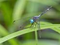 Micrathyria atra (Black Dasher) male-5.jpg
